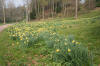 Daffodils on the slopes of the landscape garden at Hestercombe 