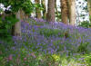 Bluebells at Hestercombe landscape garden 