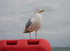 Herring Gull at Paignton sea front 