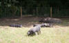 Large Black sow and piglets