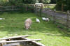 Ram and geese at Morwellham