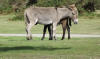 Donkey and foal