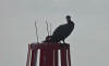 A cormorant rests on a navigation marker at West Bay 