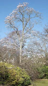 Blooming Magnolia at Exbury.  