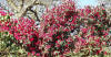 Caellias blooming at Exbury.  