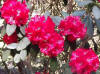 Camellia flowers  