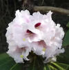 Camellia flower  