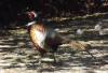 Cock pheasant in Exbury Gardens.  