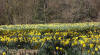 A sea of daffodils. 