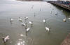 Swans on the sea at Mudeford.  
