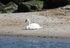 Swan on the beach.  
