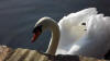 Swan on Mill Pond. 