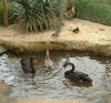 Swan family afloat
