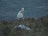 Goat on Great Orme