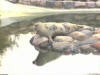Seals at Oban Sea Life centre