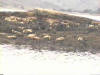 Seals in Loch Linnhe