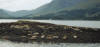 Seals in Loch Linnhe