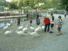 Swans at Bowness