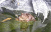 A frog in our pond 