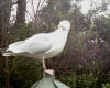 Herring gull in a garden 