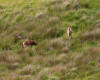 Deer near Dulverton 