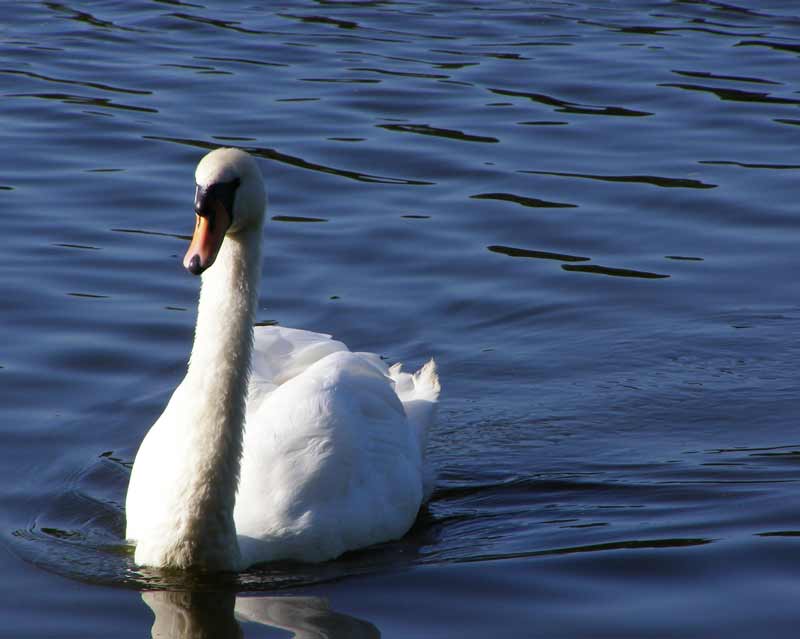 Swans on Virginia Water. 
