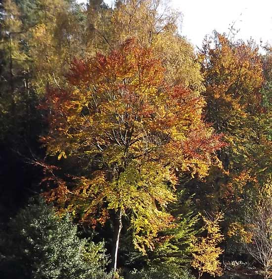 Autumn colours at Hestercombe Gardens 