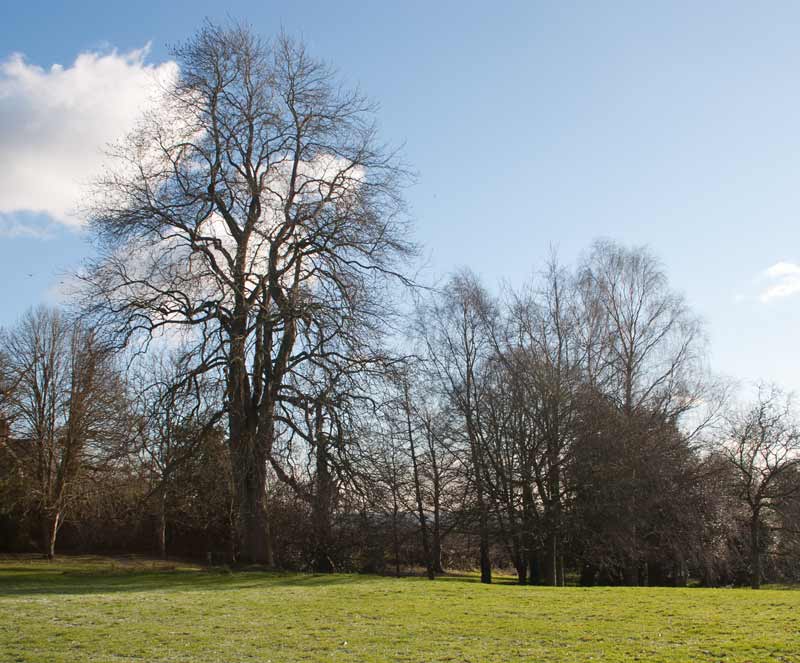 Wintery trees at Hestercombe 