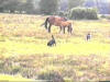 Ponies in the New Forest 