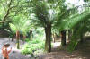 Trebah - tree ferns