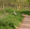 Heron on the Bridgwater & Taunton Canal 