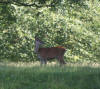 Red deer at Studley Royal 