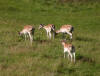 Fallow deer buck and hinds at Studley Royal 