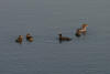 Goosander and ducklings on Loch Lomond 