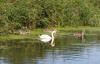 Swans on the Bridgwater & Taunton Canal 