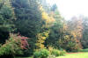 Autumn colours at Westonbirt 