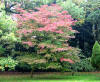 Autumn colours at Westonbirt 