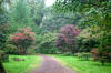 Avenue through the trees at Westonbirt 