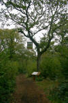 Royal Oak at Westonbirt 