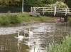 Swans by Bathpool swing bridge 