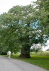 Large tree at Stourhead 