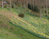 Daffodils on the valley side above Pear Pond 