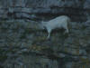 Goat climbing Great Orme