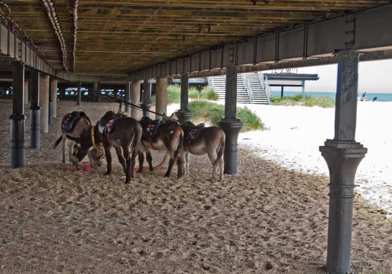 Donkeys shelter under the pier. 