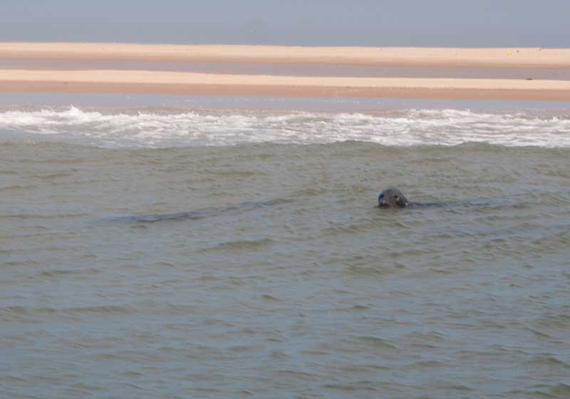 Seals off Great Yarmouth 