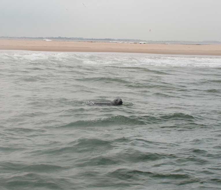 Seals off Scroby Sands. 