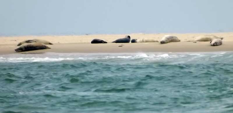 Seals on Scroby Sands 
