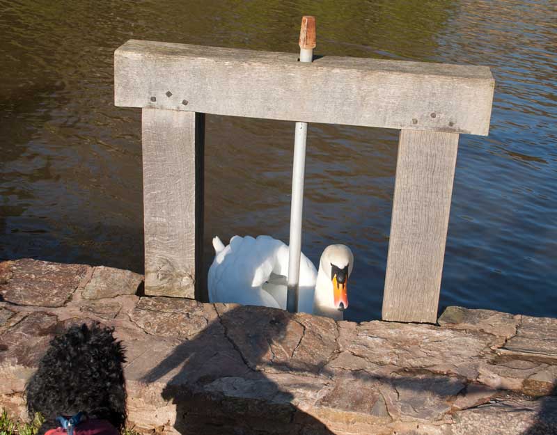 Poodle and swan study eachother 